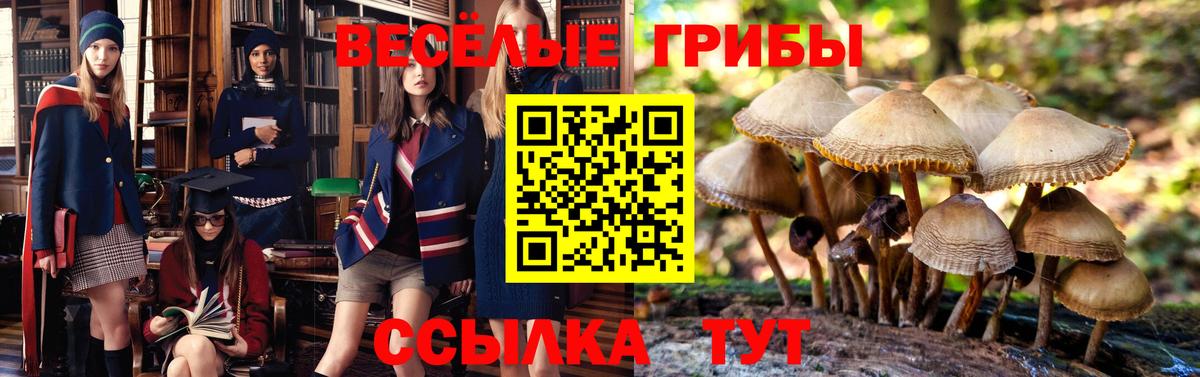 Кашира  Псилоцибиновые грибы MAGIC MUSHROOMS  где продают наркотики  Галлюциногенные грибы мицелий  Вход с VPN 